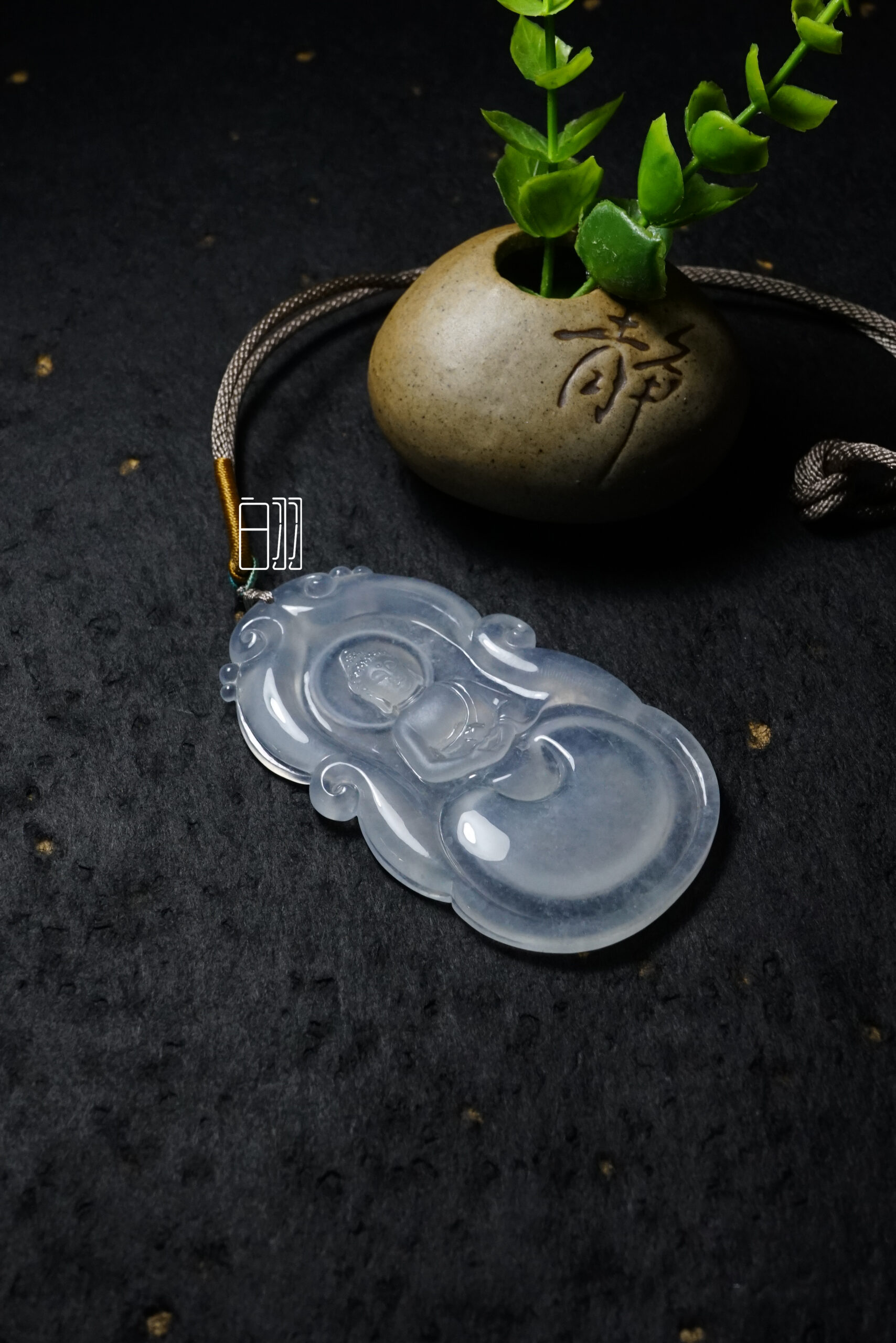 calathea beauty star calathea beauty star